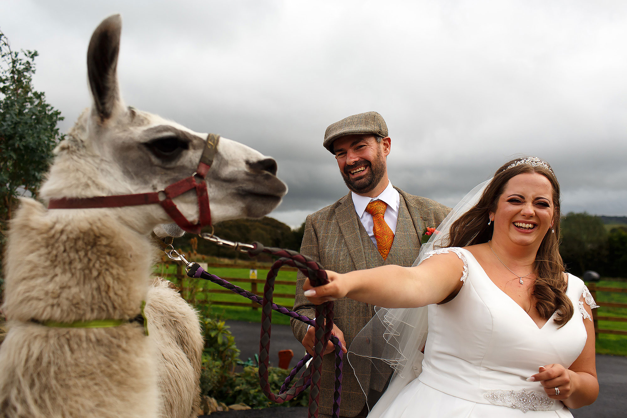 Bride and Groom wearing flat cap laughing as they hold the Alpaca at Wellbeing Farm | Wellbeing Farm wedding photographs by Toni Darcy Photography